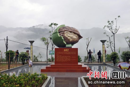 盐源“核桃早”。王磊 摄 盐源“核桃早”。王磊 摄