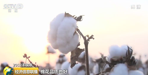 今年我国棉花总产量预计将达到616万吨